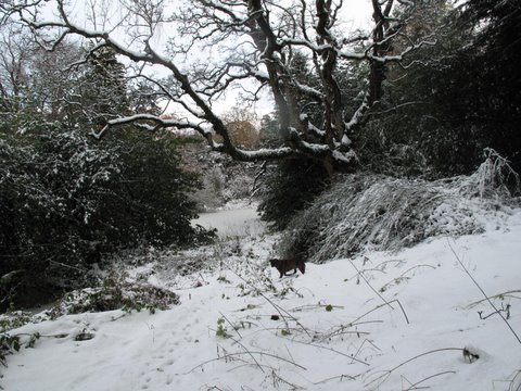 more snow nov 2019 025.JPG - Smeaton Lake - Hamish Scott